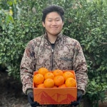 2025년 돌담농장 제주 천혜향 가정용 선물용 1kg 2.5kg 4.5kg : 망설이면 매진