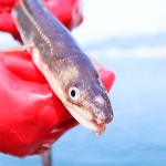 통영당일직송 자연산 활 바다장어 1kg : 올바로푸드