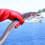 통영당일직송 자연산 활 바다장어 1kg : 올바로푸드
