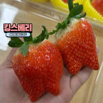 설향 딸기 제철 딸기 : GOLA GOLA TAYO