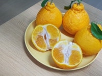 윤이네 한라봉(가정용) : 윤이네 농장