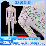 한의원 인체 모형 쳘자리 침구학 한방 골격근 : 빌리언브릿지