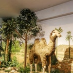 제주 아프리카박물관 / 제주도 서귀포 중문 실내 어린이체험 관광지 : 브이패스