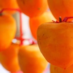 반건시 곶감 건시 못난이 흑곶감 감말랭이 상주 함안 산청 양촌 곶감 명절선물세트 : 달달하지