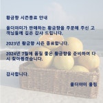 제주 산지직송 하우스 황금향 3kg 중대과(11-17과 내외) 천하일품 감귤농장 : 올더야미