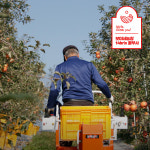 [14brix/예산사과] 흠과 5kg 10kg 맛집으로 소문난 꿀 부사사과 : 맛있는사과 보미네농장