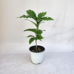 커피나무 10cm포트 coffea arabica : 월간화원