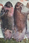 오늘 잡은 완벽 손질 미거지 곰치 물곰 꼼치 물텀벙 3~7kg 한 마리 : 팜이안