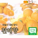 제주 유기농 무농약 천혜향 3kg 5kg : 푸시울