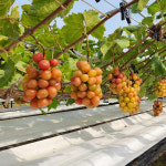 마이하트포도 (500g)+샤인머스켓 (500g) : 요고요고요