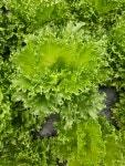 유럽상추 1.5kG : 청화산골뫼농원백향과