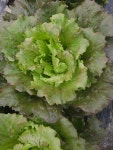 유럽상추 1.5kG : 청화산골뫼농원백향과