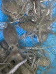 [대낙지 5마리] 국산 목포 무안 청정 갯벌 싱싱한 활낙지 뻘낙지 산낙지 세발낙지 낙지호롱 연포탕 택배 : 목포 광명수산