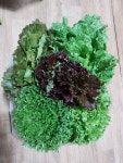 유럽상추 1.5kG : 청화산골뫼농원백향과