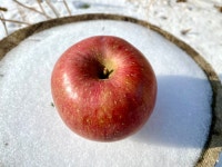 선물용 5kg / 열매달 겨울 사과 : 보란정민 열매달