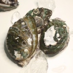 산지직송 살아있는 통영 활 전복 중대 사이즈 : 장보고닷컴