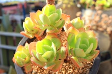 특대품 둥근잎 비취후리데 자연군생 귀한 특이한 키우기쉬운 다육식물 농장 포트 홈가드닝식물 : 핑키다육