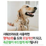 [별점 4.8] 핸독 강아지빗 2개입 강아지브러쉬 고양이빗 : 핸독