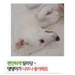 [별점 4.8] 핸독 강아지빗 2개입 강아지브러쉬 고양이빗 : 핸독