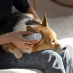 디버펫 강아지 귀 염증 냄새 고양이 귓병 습기 관리 : 피니펴니