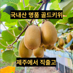 골드키위제철 골드키위후숙 한라스위트 참다래 5kg : 에덴푸룻