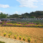 인양현미흑초(3년이상 발효숙성) 500mL : 인양양초장