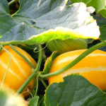 성주참외 참외 꼬마 못난이참외 10kg : 달콤한 수확