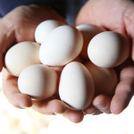 백봉오골계알 80구 초란 유정란 자연방사 당일수거/당일농장직배 (80,90,100구) : 더존실키팜