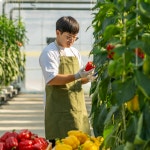 [GAP 프리미엄] 파프리카 빨강 주황 노랑 혼합 1.5kg 가정용 농장 산지직송 피망 : 지제이팜 파프리카 농장