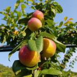 하모니 (플럼코트~자두+살구 퓨전과수 ) 묘목판매, (청아원예조경),최소구매2개 : 청아원예조경