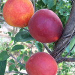 티파니 (플럼코트~자두+살구 퓨전과수 ) 묘목판매, (청아원예조경),최소구매2개 : 청아원예조경