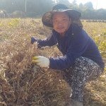 제주도 토종 푸른 독새기콩 재배농가 얼마남지않은 제주 고유의 콩 500g 1kg 히피웅농장 제주 푸른콩 : 히피웅농장
