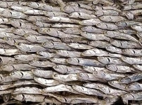 남해죽방 가이리 명품 선물세트 햇 멸치 750g : 남해8일장