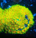 [LPS] 존 디어 : 코통령