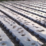 흑색유공비닐 0.012x90cmx400m/고추비닐(한줄유공) H1233 : 오늘은 최고의 날