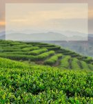 [3-160] 프로모션/ 복정노백차 수미 황야노수 소파차(빗자루차) 산차 약65g by 남평상원생태차창 : 운남상회 티다차이