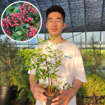 남천나무 1년 포트묘 : 세종원예농원