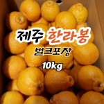 제주한라봉 10kg 벌크 석이네감귤농장 : 석이네감귤농장