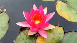 수련 마스크 팩 diy 체험 : 연이랑 수련연꽃 치유농장