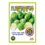 F1로얄 방울양배추 100립 양배추 씨앗 종자 모종 텃밭 주말농장 KS종묘 그린종묘농약사 : 허수아비정원