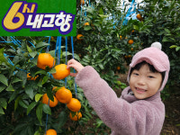 무농약 친환경 솜사탕맛 껍질째먹는 윈터프린스 혼합3kg 5kg 소과3kg 중과가정용5kg : 반짝반짝제주 은파농장