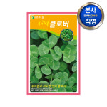 새싹 클로버 씨앗 12g 무소독 채소 수경 재배 씨 종자 : 다농원예가든