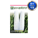 달구나 찰옥수수 씨앗 70립 야채 채소 씨 종자 파종 주말 농장 텃밭 재배 : 다농원예가든
