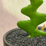 피쉬본 생선뼈 선인장 전자파차단 키우기 쉬운 다육 실내공기정화식물 : 플랜팁