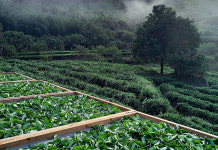 악양황대차(50g) 한국황차 하동황차 황차 발효차 : 무애산방