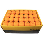 농장직송 고당도 한라봉 3kg 5kg 10kg 꼬마한라봉 : 제주 탐라몰