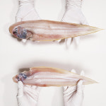 군산 반건조 서대 박대 말린 생선 구이 왕 특대 26-38cm : 맛집대령