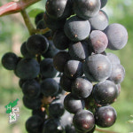 개량머루 (삽목1년 포트묘) 묘목 식재2년 후 수확가능 : 한국원예종묘 농업회사법인