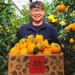 제주한라봉 한라봉 할라봉 선물세트 : 전국 농가자랑