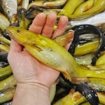 국내산 토종 민물고기 빠가사리 500g (대농갱이), 100%자연산 민물매운탕 어탕 어죽 : 자연나라다슬기